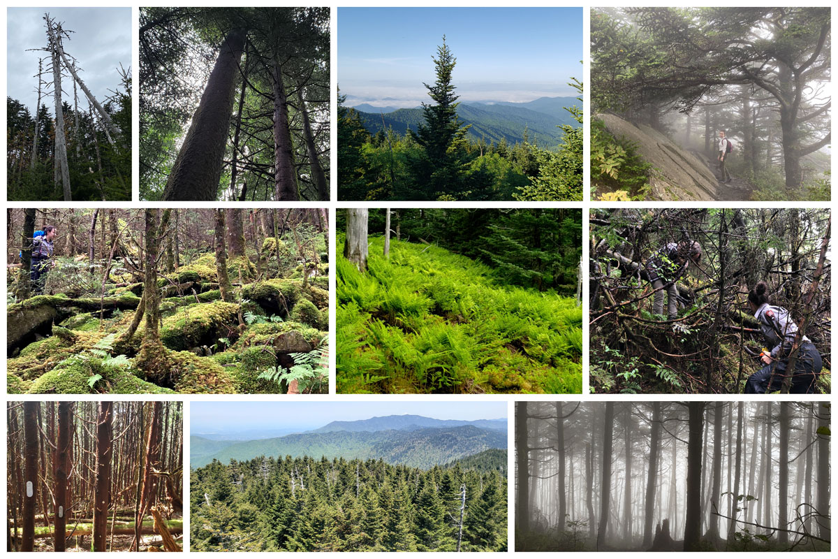 Photos of trees from Tori Hongo's research in the Smoky Mountains (Top row left to right): fir skeletons; red spruce (Picea rubens); Fraser fir (Abies fraseri); Tori on the Appalachian Trail with a Fraser fir; Second row (L to R): boulder field in the understory; fern understory; searching for the rebar marker in woody vegetation; bottom row (L to R): fir regeneration station - trees with tags; Clingmans Dome with living and standing dead firs; foggy day in the understory