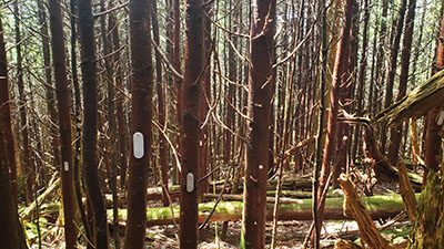 Tagged fir trees in the research plots