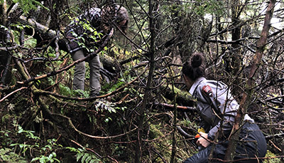 Hongo looks for a rebar marker in the woody vegetation