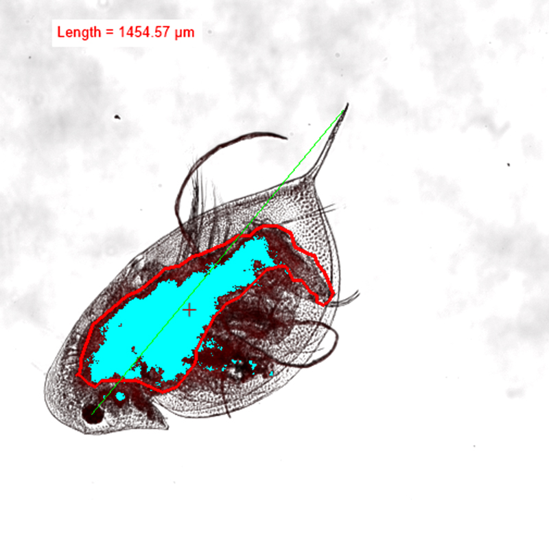 This overlay image of a zooplankton from a fluorescence microscope shows algae as blue and microplastics as red. Zooplankton exposed to high microplastic concentrations often have many microplastic particles in their guts. The image measures about five-hundredths of an inch across. (Image provided by Chris Malinowski)