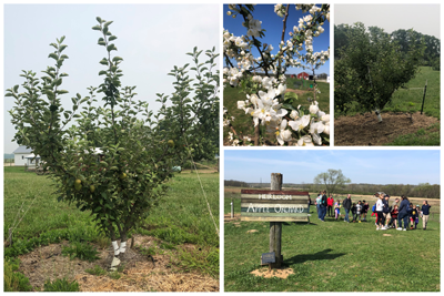 Heirloom Orchard at the Farm at Prophetstown State Park
