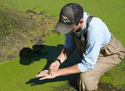 Tyler Hoskins stands in a pond holding a frog