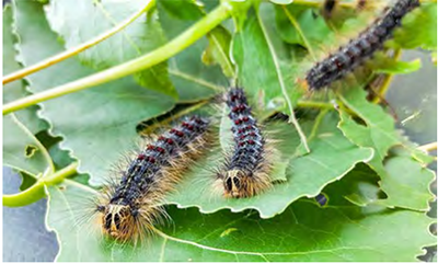 Spongy moth larvae, which are one of the top 16 most damaging pests in the new Alien Forest Pest Explorer