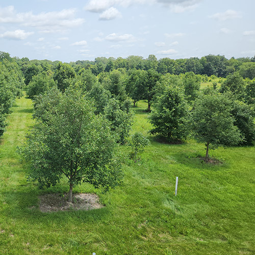 An overhead photo of the HTIRC's elite white oak orchard at Richard G. Lugar Farm