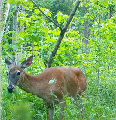 A deer browsing on leaves in the forest