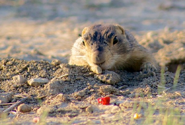 image-of-a-groundhog