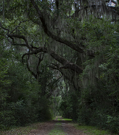 Southern Live Oak mature tree on Cannon's Point.