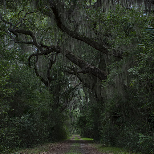 Southern Live Oak mature tree pictured next to a seedling