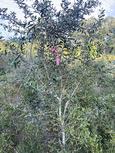 Southern live oak seedling