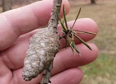 Jack pine cone