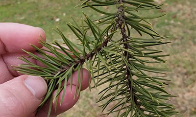 Jack pine needles