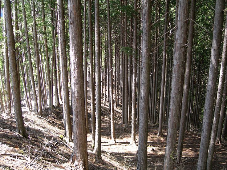 A planted forest in Japan consisting of Japanese cedar or hinoki cypress or both. Planted forests like this one tend to include one or only a few species. Natural forests tend to have more species and more trees of different ages. (Photo provided by PhotoAC)