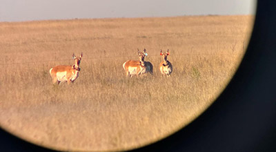 A view of pronghorn in a field in Oklahoma as seen through a scope