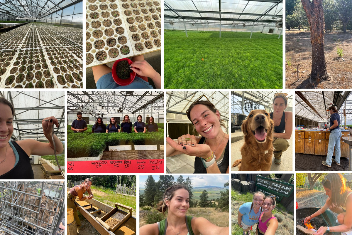 Top row (Left to Right): The greenhouse during Week 1 of Kadian's internship; Thinning and more thinning. Kadian explains "We don’t always know what the germination rate of a seed will be, so you may plant 10 seeds and they all pop up or maybe only two survive. For this reason, we thin each cell down to one seedling once they have had the time to emerge."; The greenhouse during Week 9 of Kadian's internship; A grafted tree fully grown. Trees are grafted in the forest nursery and seed orchard industry to produce offspring that is genetically identical to the mother plant. If the seeds have a high success rate, a grower wants to keep those genetics for future seeds. Row 2: Kadian with a snake found in the greenhouse; Kadian with her fellow interns; Kadian holds a frog found in the greenhouse. She explains that frogs are actually beneficial in the greenhouse because they eat fungus gnats which can damage roots of seedlings.; Kadian with a canine friend in the greenhouse; Kadian mixes fertilizer. She says "it is like making a potion for the plants. We look at what nutrients the plant needs, and include a specifically weighed out amount to the fertilizer. The main nutrients we used were boron, iron, magnesium, and phosphoric acid. Then depending on the state of growth, the plants will receive starter, grower, or finisher. Each species receives a different mixture of fertilizer catered to their needs." Row 3: Some baby bunnies that were caught in the outdoor section of the nursery. Although they are very cute, bunnies will eat the foliage of our plants and severely stunt their growth; Kadian star garnet mining in the Idaho panhandle;  Kadian hiking the Palouse in Washington; Kadian camping with a friend at Hell's Gate State Park; Kadian starting a campfire at Hell's Gate State Park. 