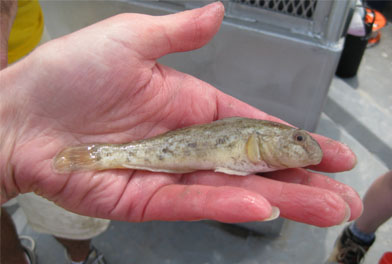 Round goby collected in nearshore Lake Michigan. Round goby is an invasive species which has contributed to recent changes in the nearshore Lake Michigan fish assemblage.