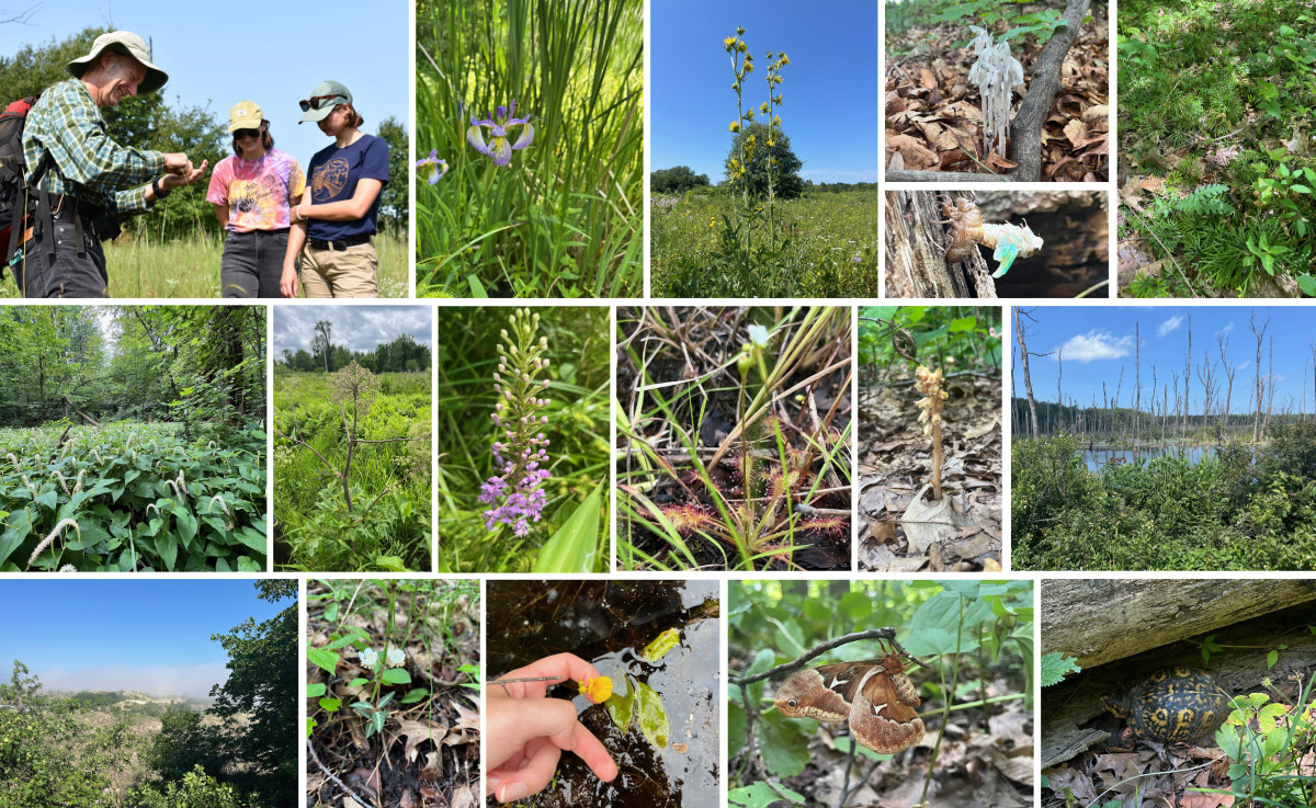 A collage of images from Amber Laughner's summer internship at Shirley Heinze Land Trust. Top row (Left to right): Amber with her co-worker Chloe and Doug Botka, an ecologist at Shirley Heinze Land Trust; a blue flag iris at Ambler Flatwoods; a compass plant (Silphium laciniatum) at Cressmoor Prairie; ghost pipes at Lydick Bog; an emerging cicada nymph; club moss at Ambler Flatwoods. Row 2: A field of Lizard's tail (Saururus cernuus) at Father Basil Moreau; Great angelica at Beverly Shores; Lesser Purple Fringed Orchid (Platanthera psycodes) at Indiana Dunes State Park; Oblong-leaved Sundew (Drosera intermedia); Pinesap (Monotropa hypopitys) at Indiana Dunes State Park; Great Marsh at Indiana Dunes State Park. Row 3: Succession Trail at Indiana Dunes National Park; striped wintergreen at Ambler Flatwoods; bladderwort at Beverly Shores; a spicebush silkmoth (Callosamia promethea); a box turtle at Ambler Flatwoods. 