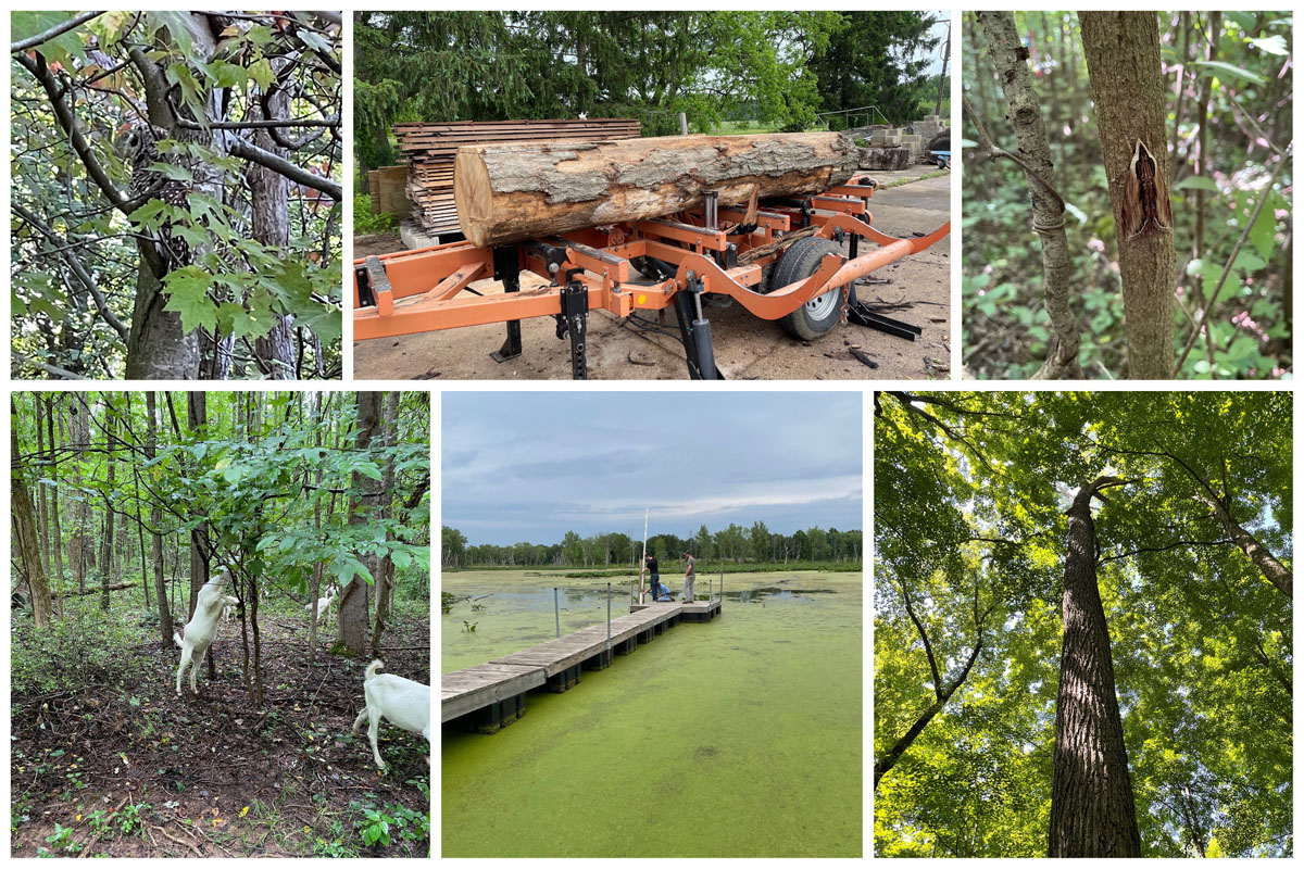 Some of the sights from Lauren Laux's summer internship with FNR: an owl, logging machinery, a moth, a tree canopy, the pond and dock at Purdue Wildlife Area and goats used to remove invasive species.