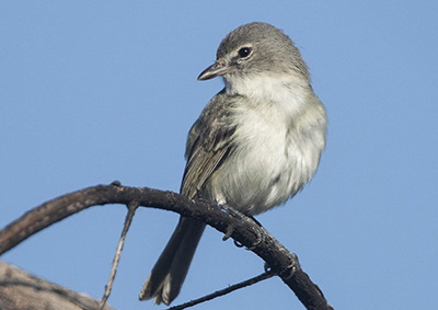 Least Bell's Vireo, Photo credit: Judi Hwa, Macaulay Library