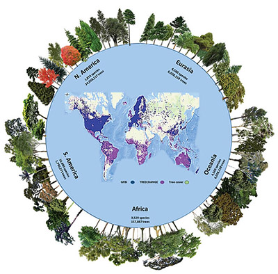 The number of tree species and individuals per continent in the GFBI database. 