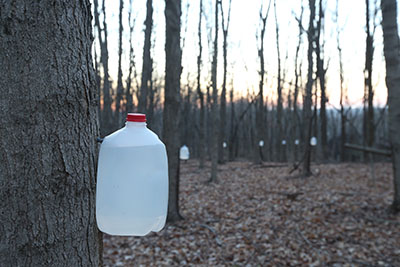 Gallon jugs collecting sap on a maple syrup producing area