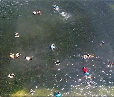 Marine Biology Practicum students in a quadrat sampling grid