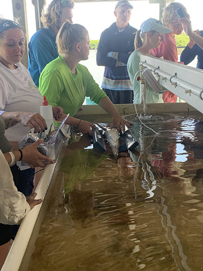 Dr. Christine Bedore performs surgery on a shark