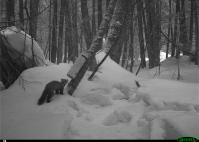American marten near a hair snare tube, image captured by trail cam