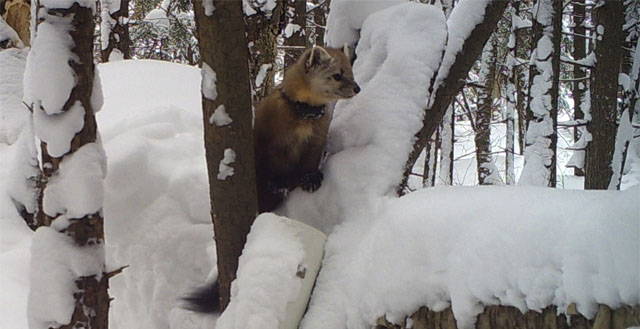 Publication Evaluates Legacy of American Marten Reintroduction Efforts