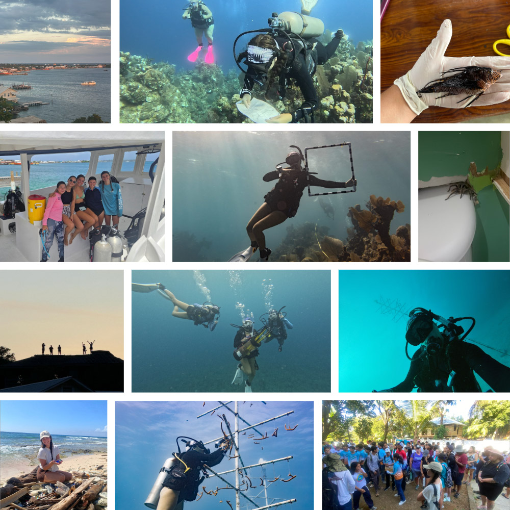 A collage of images from Ashlynn McLaughlin's internship in Utila, Honduras: Top row (left to right) - a picture of the island and the group's diving boat; Ashlynn looking for corals affected by SCTLD; a lionfish Ashlynn caught. Row 2: Ashlynn with one of her mentors and all of her roommates on their diving boat; Ashlynn with a transect; a tarantula in Ashlynn's apartment. Row 3: Ashlynn and friends in the sunset; Ashlynn and two of her roommates going lionfish hunting; Ashlynn takes a selfie with a coral nursery tree. Row 4: Ashlynn picking up trash on the beach on World Ocean's Day; Ashlynn cleaning a coral nursery tree; Ashlynn with a group of interns, local volunteers and schools gathered to pick up trash on the beach on World Ocean's Day.