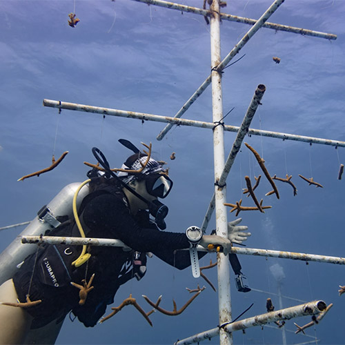 Ashlynn McLaughlin cleans a coral nursery tree; McLaughlin picking up trash on the beach on World Ocean's Day. 