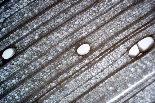 A cross section of balsa wood shows how wood is a porous material.