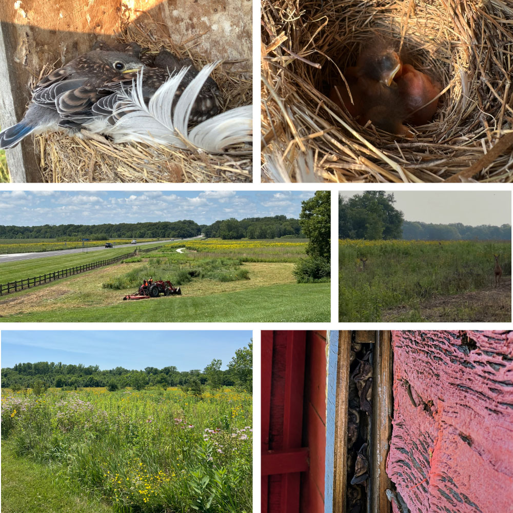 A collage of images from Madi Medley's internship with Hamilton County Parks and Rec. Top row (left to right): Eastern bluebird chicks getting close to fledging the nest; Eastern bluebird chicks from one of the prairie's bird boxes shortly after hatching. Second row (L to R): Madi bush hogging a section of the prairie, where it was mostly invasives that needed to go; Madi spotted these two deer during an early morning survey, which she said were the best because you see so much wildlife. Row 3: The beautiful prairie at Koteewi; big brown bats from one of the prairie's bat boxes. 