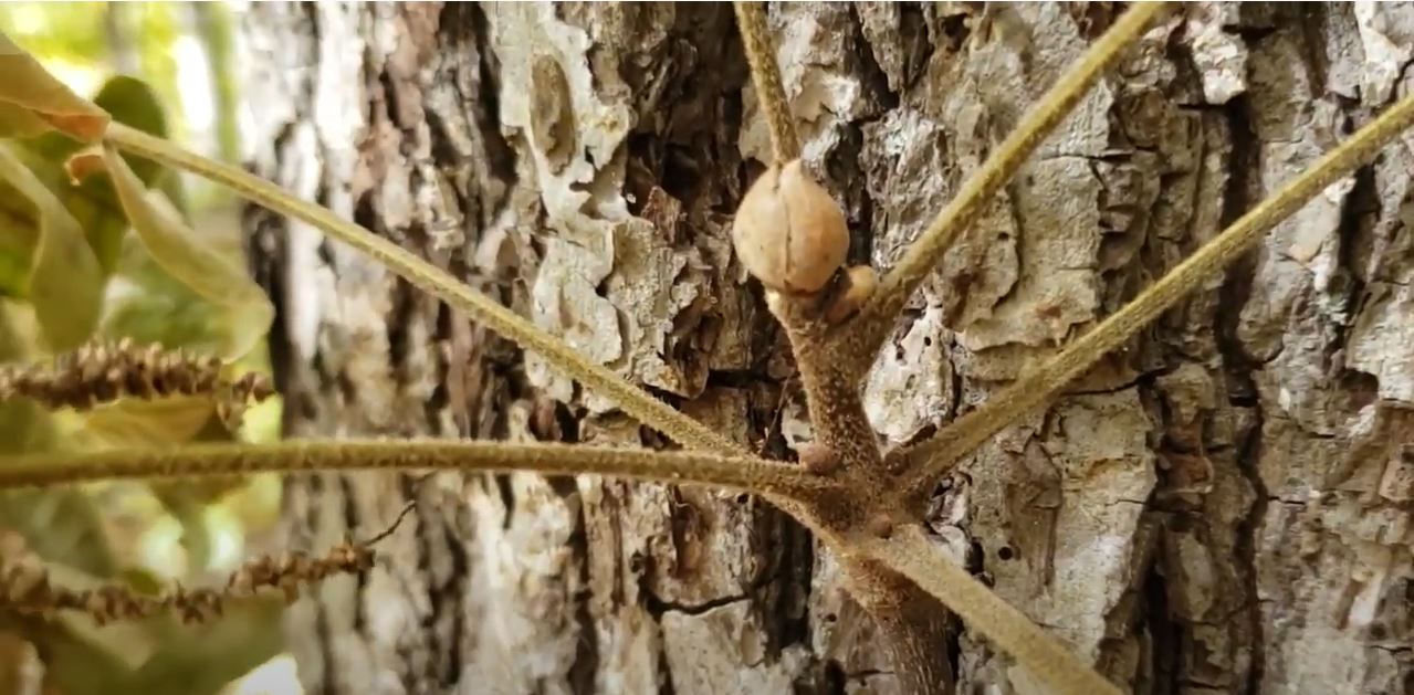 Mockernut hickory bud