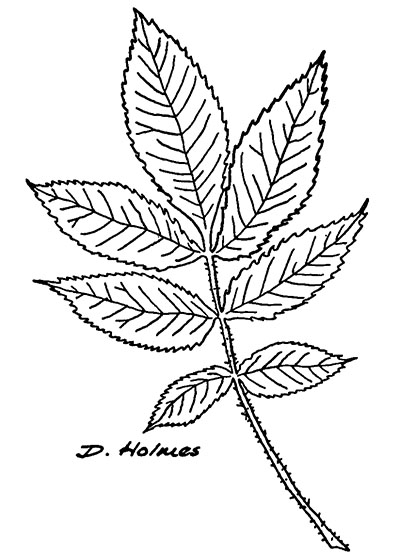 Line drawing of a mockernut hickory leaf