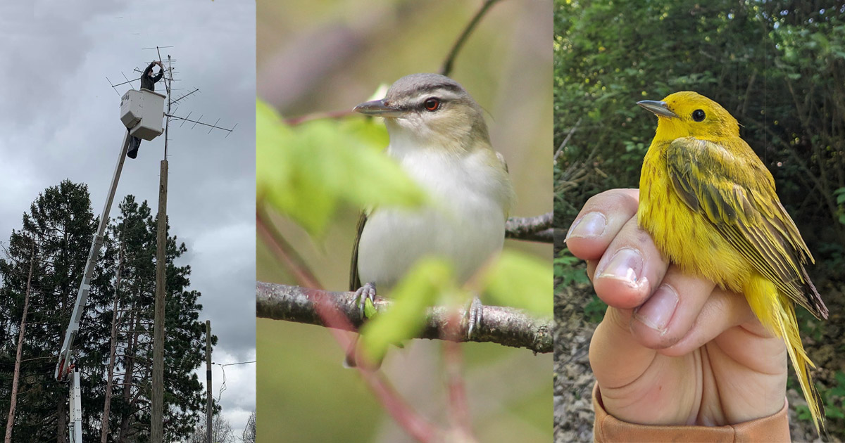 Kaitlyn Young sets up a motus tower; a red-eyed vireo and a yellow warbler