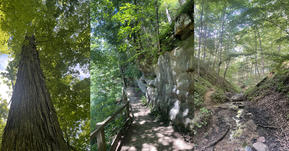 A hickory tree on Trail 1 at Turkey Run State Park; Trail 4 at Turkey Run State Park; Trail 5 at Shade State Park