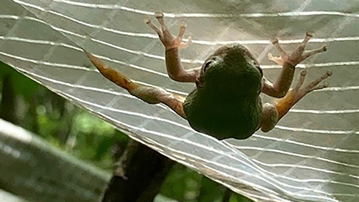 This frog hangs from a waterproof sheet in the Martell Forest that diverts water from tree roots as part of a U.S. Department of Energy study that monitors how plots of forest respond to drought. DOE has now funded a second, related study. Purdue’s Elin Jacobs and her associates are working on both studies. 