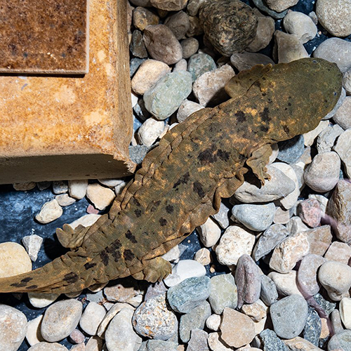 Hellbender in the wild