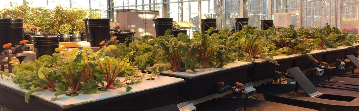 Banner: Group of plants for Aquaponics Research