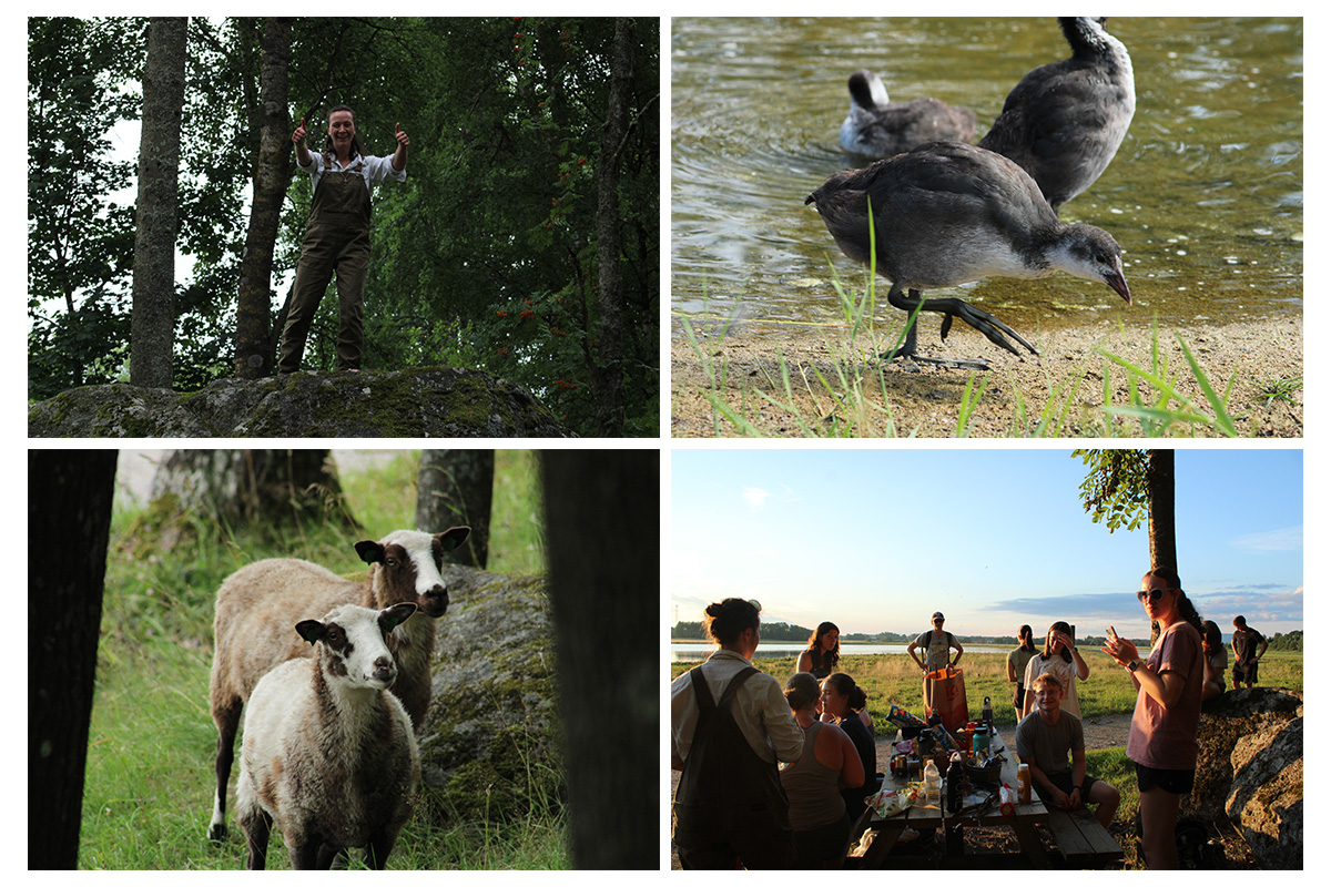 A collage of images from Day 1 of the Sweden Study Abroad trip. Top row (Left to Right): Sophia DeMoss after she climbed the big rock in Orebro; Baby Eurasian Coot at Oset and Rynningeviken in Orebro. Row 2 (Left to Right): Sheep in Orebro; Group cookout in Orebro.