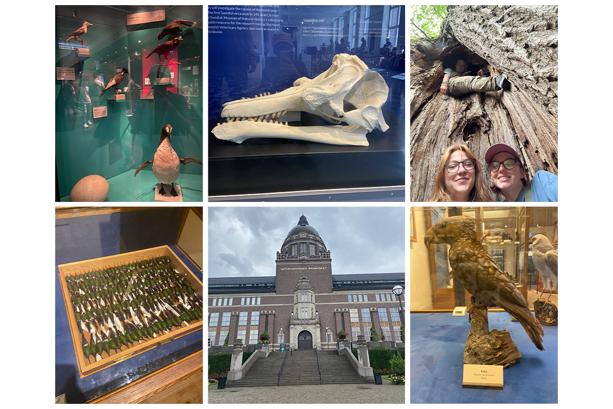 A collage of images from Day 1 of the Sweden Study Abroad trip. Top row (Left to Right): Display of extinct birds such as the Great Auk; Orca skull collected in 2023 and the first one the museum has had in it's 145 year history; Old oak tree outside the Natural History Museum in Stockholm. Bottom row (Left to Right): Hummingbird Specimens; Natural History Museum in Stockholm; Kaka bird.