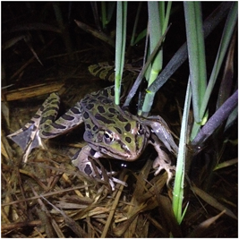 Northern leopard frog