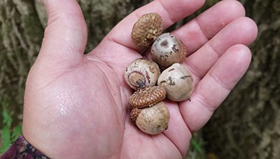 northern red oak acorns