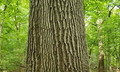 northern red oak bark