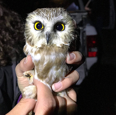 northern saw-whet owl