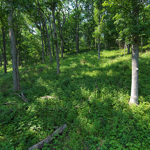 An oak-hickory forest understory filled with oak and hickory regeneration the summer following a spring prescribed fire