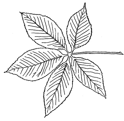 Ohio Buckeye leaf outline