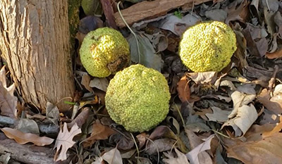 Osage orange fruit