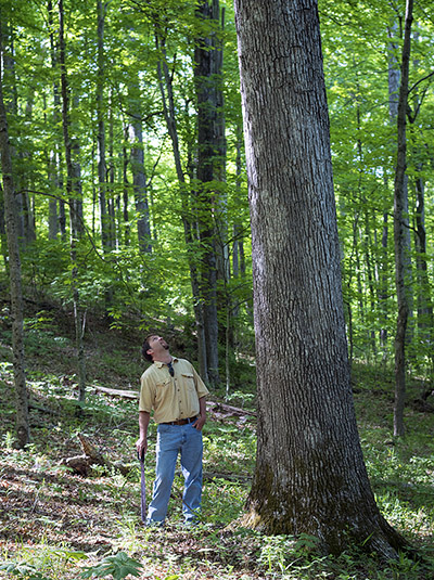 Osmon sizing up a tree on Crane