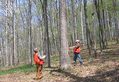 Trent Osmon conducts a timber inventory on Crane